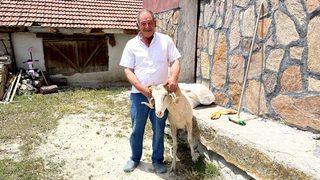 Satılan koç eski sahibine geri döndü! '2 bin 500 liraya sattım, 3 bin 500 liraya geri aldım'