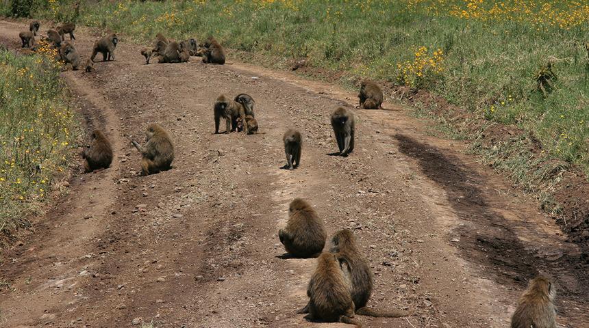 Maymunlar eve baskın düzenledi! Dünyada gündem oldu, çok feci olay