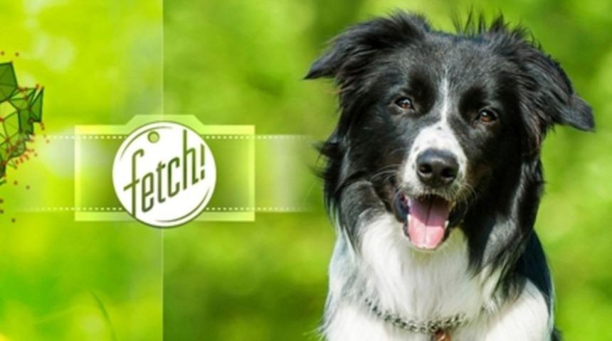 K&ouml;pek cinslerini bulan uygulama Microsoft Fetch!