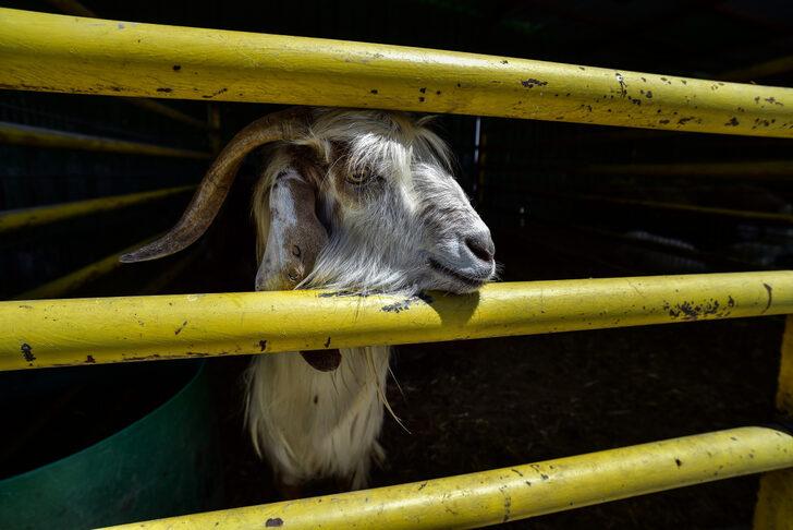 Kurban bayramı tatili ne zaman 2022? Kurban bayramı tatili kaç gün, 9 güne çıkarılacak mı? G4