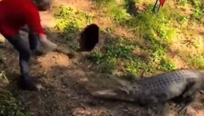 Sosyal medyada gündem yarattı! Bahçesine giren 2 buçuk metre boyundaki timsahı tavayla kovaladı