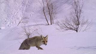 Bingöl'de yaban hayatı fotokapanla görüntülendi