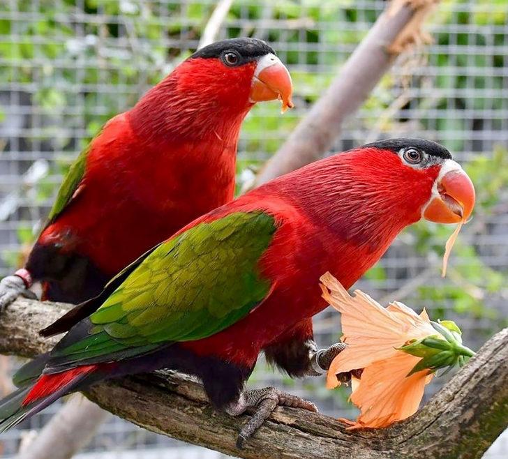 İstanbul merkezli 14 ilde tropik hayvan satışına operasyon G2