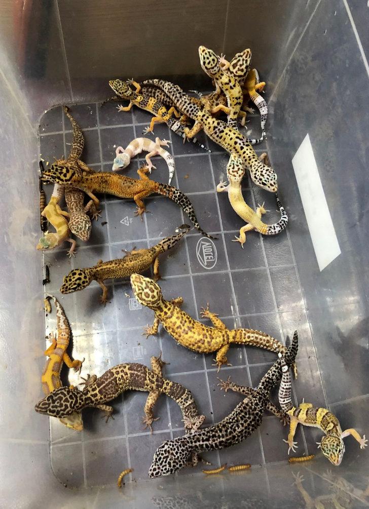 İstanbul merkezli 14 ilde tropik hayvan satışına operasyon G3