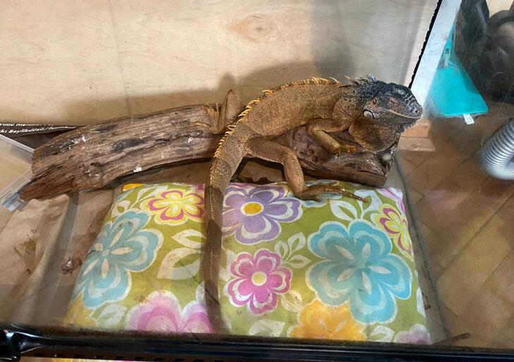 İstanbul merkezli 14 ilde tropik hayvan satışına operasyon G4