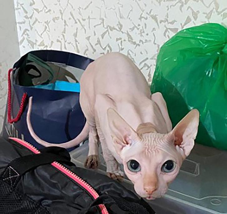 İstanbul merkezli 14 ilde tropik hayvan satışına operasyon G5