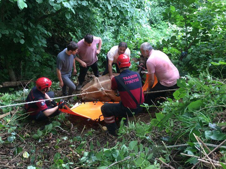 Trabzon'da otlarken uçuruma düşen inek itfaiye ekiplerince kurtarıldı G2