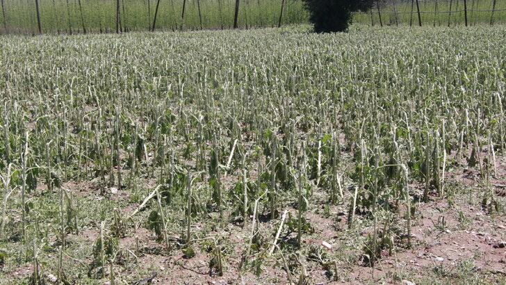 Bilecik'te doludan etkilenen tarım alanlarında hasar tespit çalışmasına başlandı G3