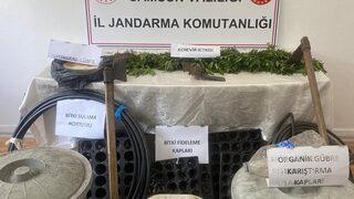 Samsun'da orman arazisinde Hint keneviri yetiştiren şüpheli yakalandı