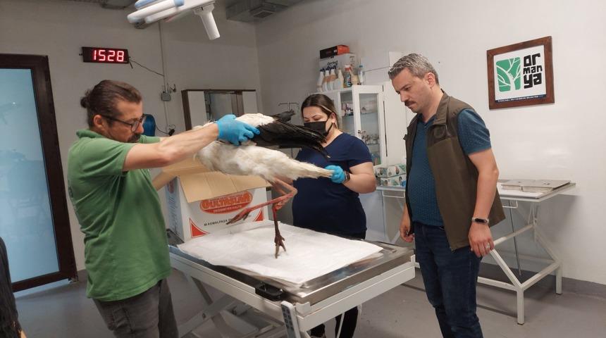 Sakarya'da yaralı leylek tedavi altına alındı