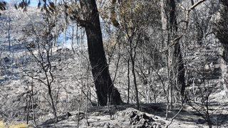 GÜNCELLEME - 2 - Muğla'daki orman yangını söndürüldü