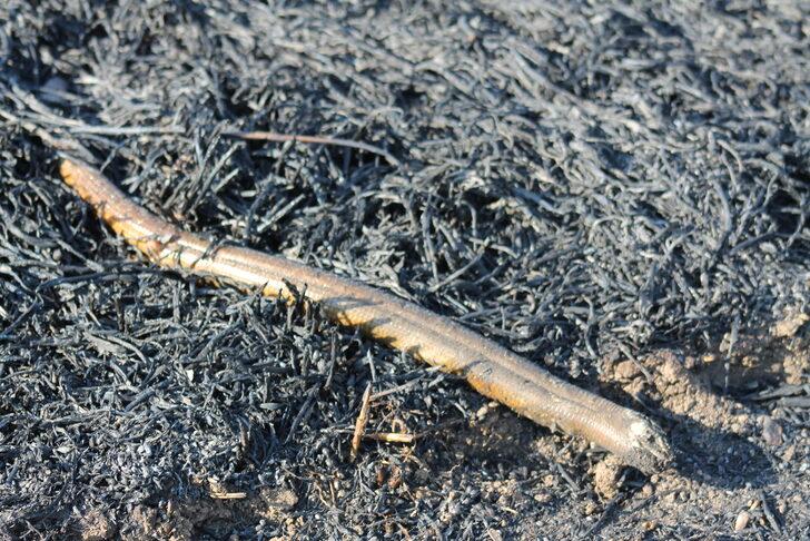 Balıkesir'de buğday tarlalarında çıkan yangın söndürüldü G4