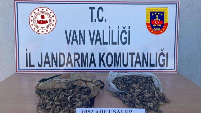 Van'da salep soğanı toplayan 4 kişiye 438 bin 372 lira ceza uygulandı
