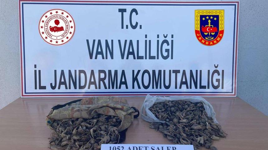 Van'da salep soğanı toplayan 4 kişiye 438 bin 372 lira ceza uygulandı