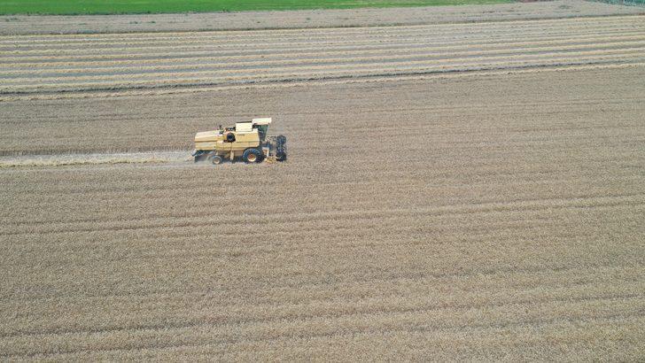Edirne'de hasadına başlanan buğdayın rekoltesi yüz güldürüyor G2