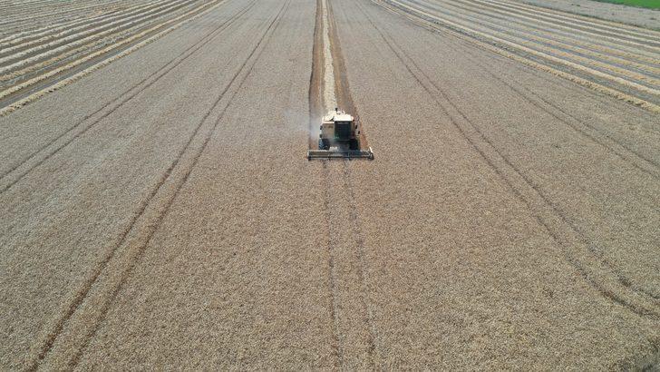 Edirne'de hasadına başlanan buğdayın rekoltesi yüz güldürüyor G3