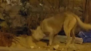 Sosyal medya Mısır'daki bu köpeği konuşuyor! Öyle bir şey yaptı ki görenleri duygulandırdı