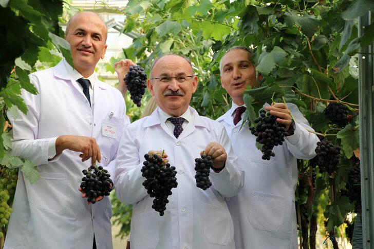 Yılda iki kez üzüm veren "Spil karası" üreticiyle buluşmaya hazır G1
