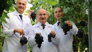 Yılda iki kez üzüm veren Spil karası üreticiyle buluşmaya hazır