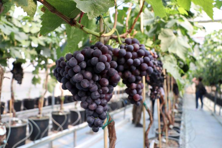 Yılda iki kez üzüm veren "Spil karası" üreticiyle buluşmaya hazır G2