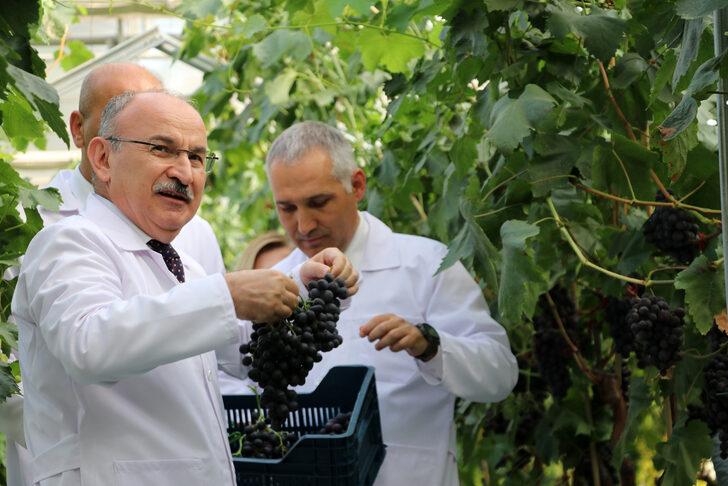 Yılda iki kez üzüm veren "Spil karası" üreticiyle buluşmaya hazır G4