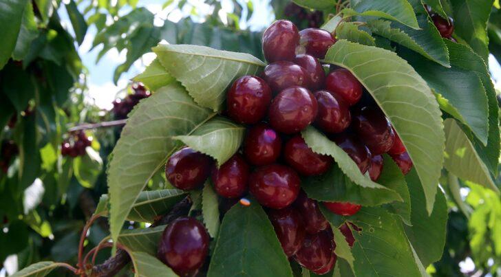 Hasadın sürdüğü Tokat'tan yurt dışına 500 ton kiraz gönderildi G2