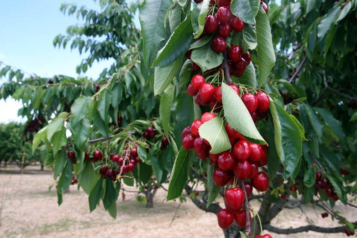 Hasadın sürdüğü Tokat'tan yurt dışına 500 ton kiraz gönderildi G3