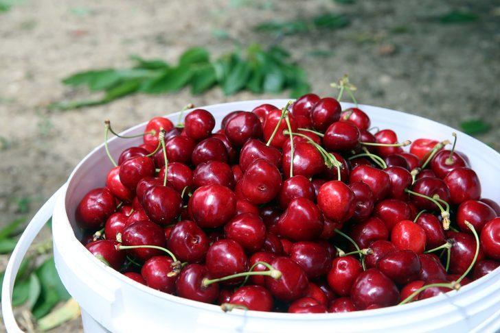 Hasadın sürdüğü Tokat'tan yurt dışına 500 ton kiraz gönderildi G4