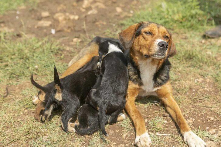 Mersin'de çukura düşen köpek yavrusunu itfaiye ekipleri kurtardı G3
