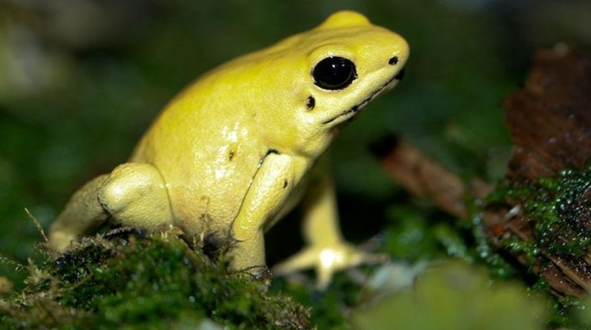 Dünyanın en öldürücü 5 zehri ve sebep oldukları korkunç ölümler