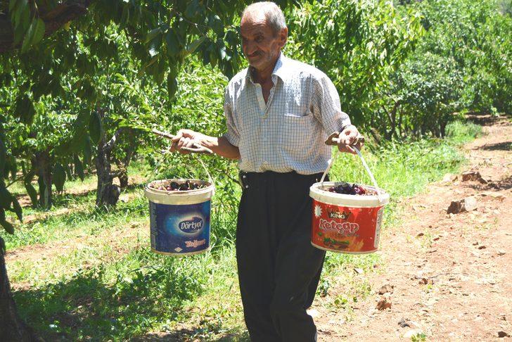 Amanos Dağları'nda kiraz hasadı başladı G1