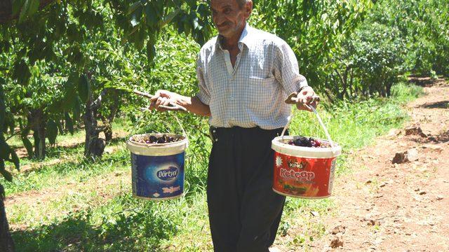 Amanos Dağları'nda kiraz hasadı başladı