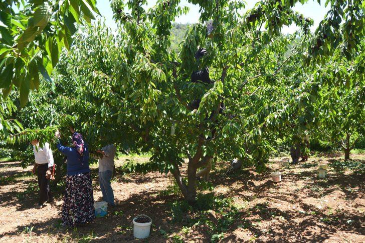 Amanos Dağları'nda kiraz hasadı başladı G2