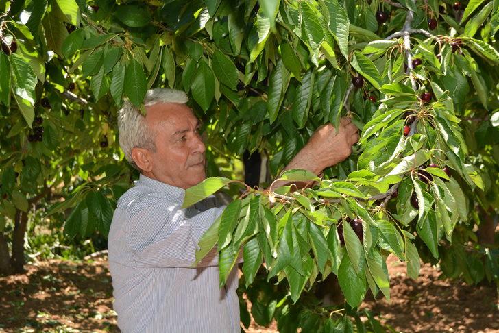 Amanos Dağları'nda kiraz hasadı başladı G3