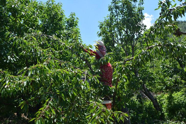 Amanos Dağları'nda kiraz hasadı başladı G4