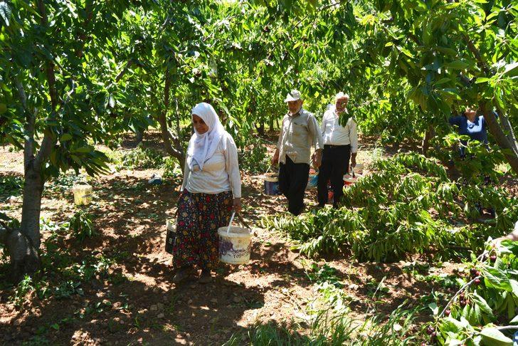 Amanos Dağları'nda kiraz hasadı başladı G5