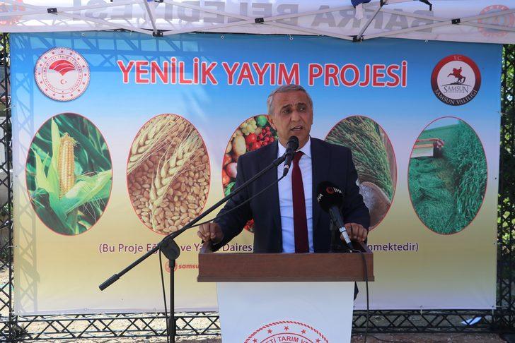 Samsun 395 bin ton adi fiğ üretimiyle Türkiye'de ilk sırada yer alıyor G1