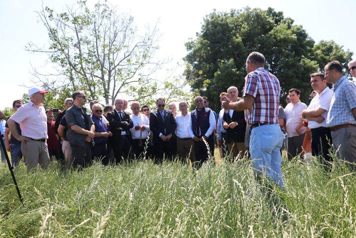 Samsun 395 bin ton adi fiğ üretimiyle Türkiye'de ilk sırada yer alıyor G2