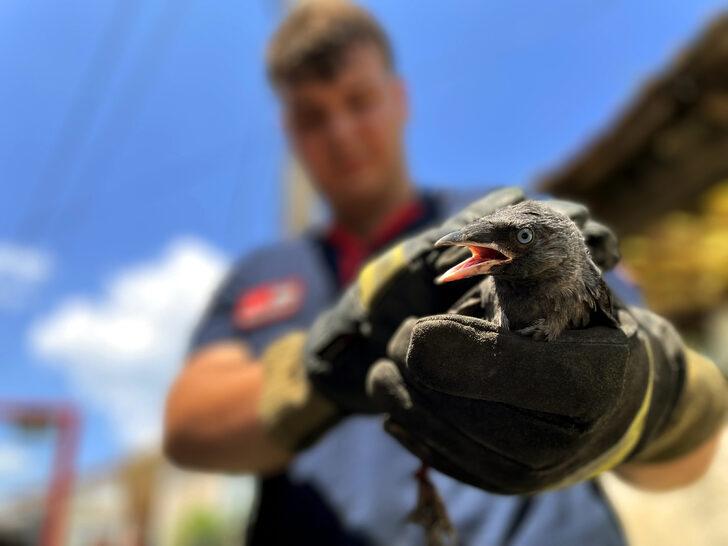 Düzce'de ayağı ipe dolanan karga yavrusu kurtarıldı G3