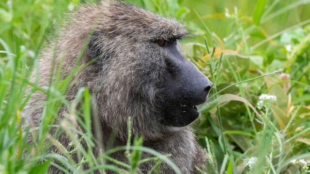 Tanzanya'da maymunların kaçırdığı 1 aylık bebek hayatını kaybetti