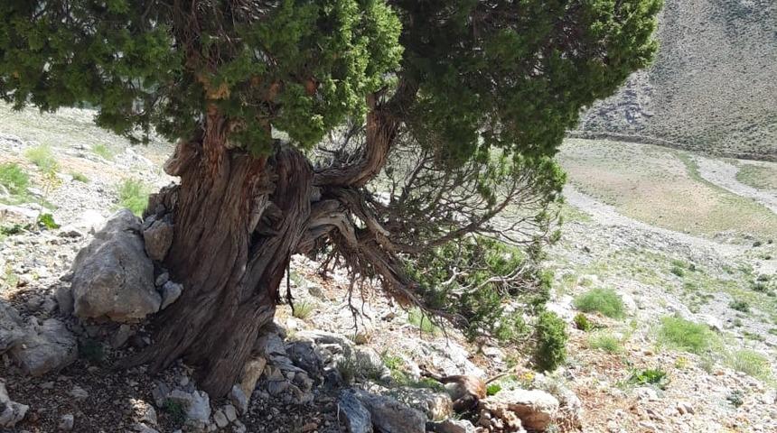 Adıyaman'da yıldırım isabet eden 3 dağ keçisi telef oldu