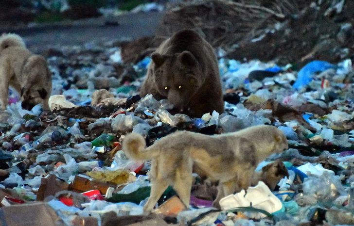 Kars'ta yiyecek arayan bozayılarla köpeklerin mücadelesi kameraya yansıdı G1