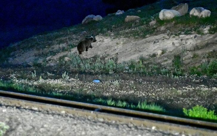 Kars'ta yiyecek arayan bozayılarla köpeklerin mücadelesi kameraya yansıdı G2