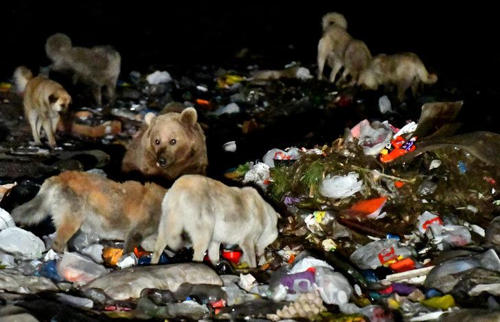 Kars'ta yiyecek arayan bozayılarla köpeklerin mücadelesi kameraya yansıdı G3