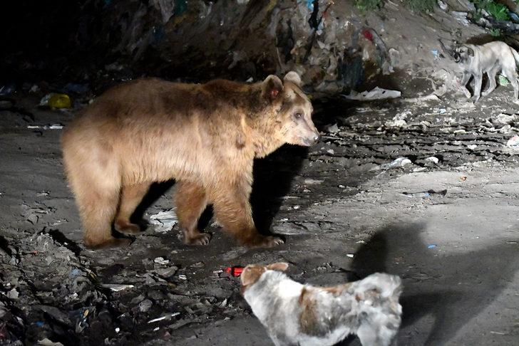 Kars'ta yiyecek arayan bozayılarla köpeklerin mücadelesi kameraya yansıdı G4
