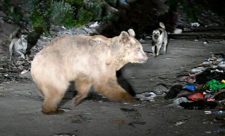 Kars'ta yiyecek arayan bozayılarla köpeklerin mücadelesi kameraya yansıdı G5