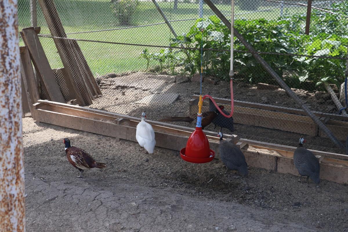 "Kene avcısı" keklik ve s&uuml;l&uuml;nler Tokat'ta yetiştiriliyor