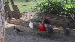 Kene avcısı keklik ve sülünler Tokat'ta yetiştiriliyor