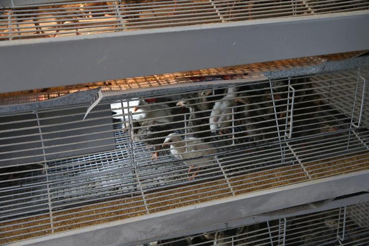 "Kene avcısı" keklik ve sülünler Tokat'ta yetiştiriliyor G3