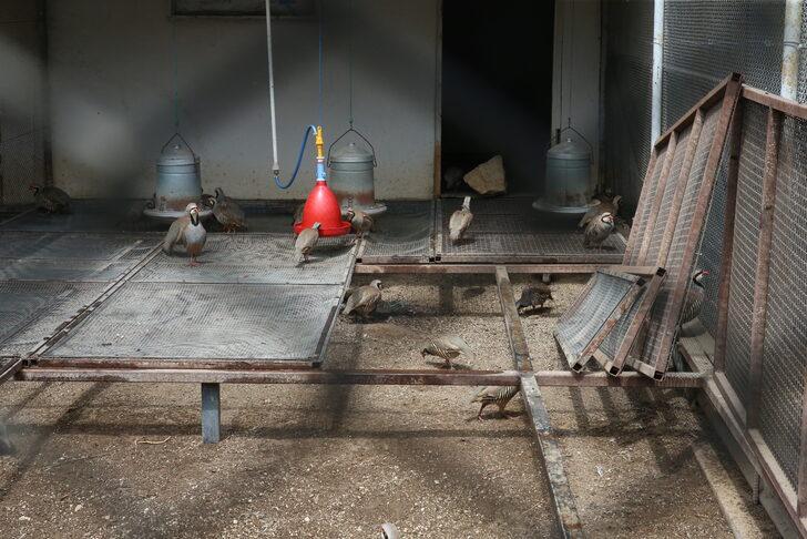 "Kene avcısı" keklik ve sülünler Tokat'ta yetiştiriliyor G4